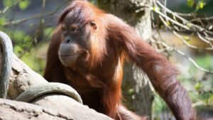 Photo: Woodland Park Zoo's Batu is expecting. 