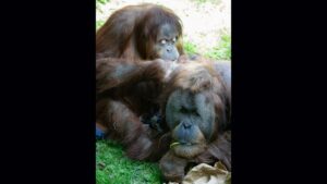 Photo: Batu and Godek are having their first baby at the Woodland Park Zoo. 