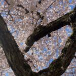 Photo: Cherry trees in full bloom in the quad at the University of Washington on March 19, 2024. 