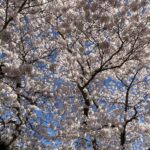 Photo: Cherry trees in full bloom in the quad at the University of Washington on March 19, 2024.