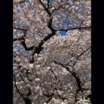 Photo: Cherry trees in full bloom in the quad at the University of Washington on March 19, 2024. 