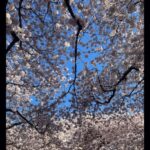 Photo: Cherry trees in full bloom in the quad at the University of Washington on March 19, 2024.