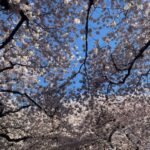 Photo: Cherry trees in full bloom in the quad at the University of Washington on March 19, 2024. 