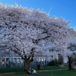 Photo: Cherry trees in full bloom in the quad at the University of Washington on March 19, 2024. 