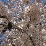 Photo: Cherry trees in full bloom in the quad at the University of Washington on March 19, 2024. 