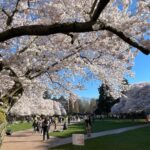 Photo: Cherry trees in full bloom in the quad at the University of Washington on March 19, 2024. 