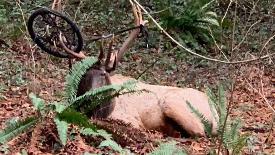 Image: An elk was spotted with a tire stuck on its antler in late January 2024....