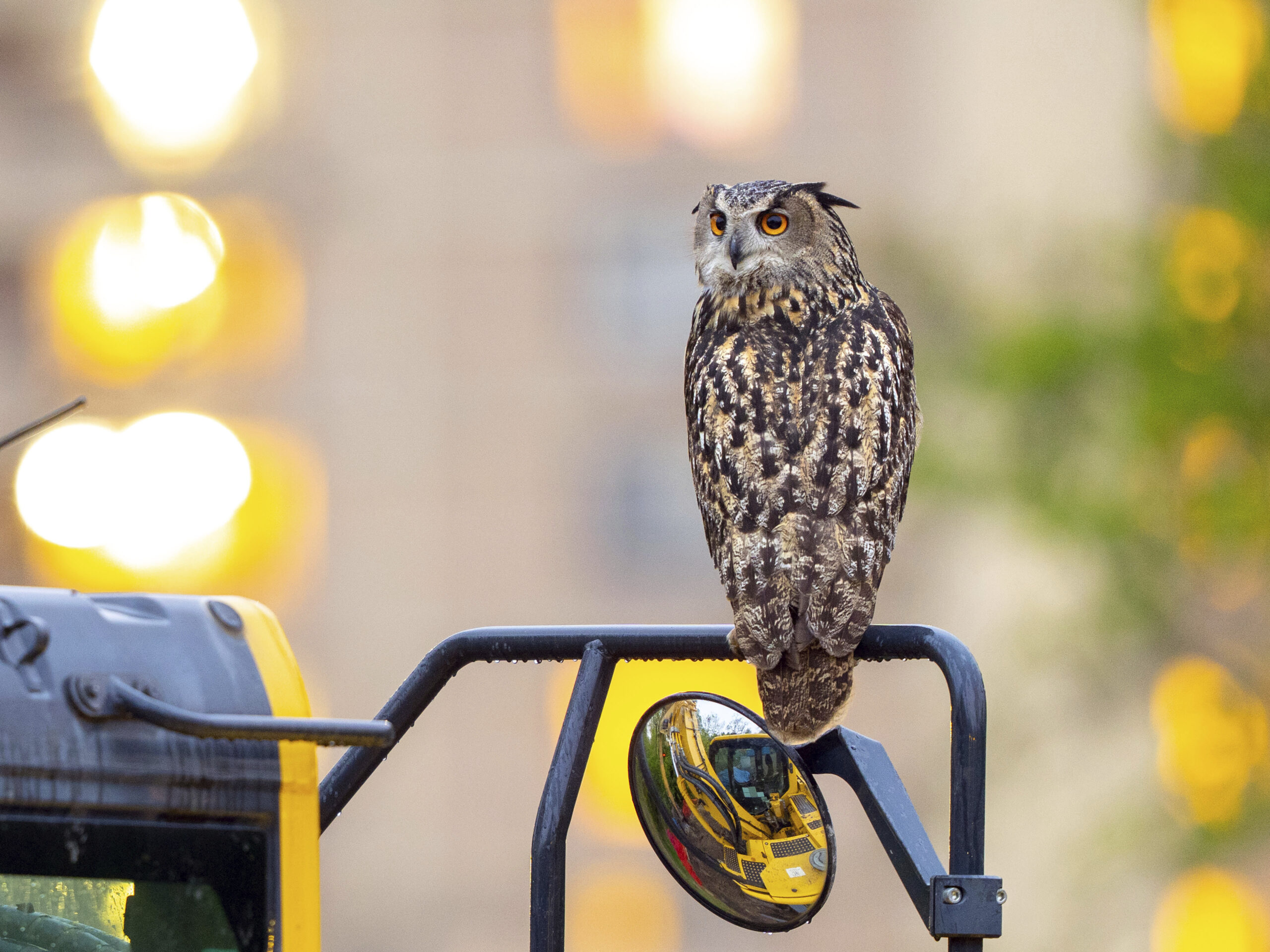 This photo provided by David Lei shows Flaco the owl, April 28, 2023, in New York. As Flaco enters ...