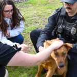 Photo: Rescue dogs graduate from the Washington State Department of Corrections (DOC) as K9s who will help officers find illegal drugs. 