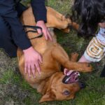 Photo: Rescue dogs graduate from the Washington State Department of Corrections (DOC) as K9s who will help officers find illegal drugs. 