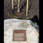 Photo: A memorial in Oso honors those who died in the Oso landslide in 2014.