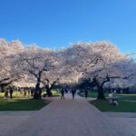 Photo: Cherry trees in full bloom in the quad at the University of Washington on March 19, 2024.