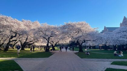 cherry blossom