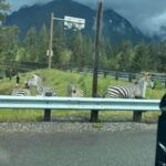 Four zebras are spotted alongside a road after escaping a trailer driving on eastbound I-90 near exit 32. (Photo courtesy of Howie Cohen via Meta, formerly known as Facebook)