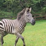 Image: A zebra was on the loose after escaping its trailer on I-90 East before it was caught.