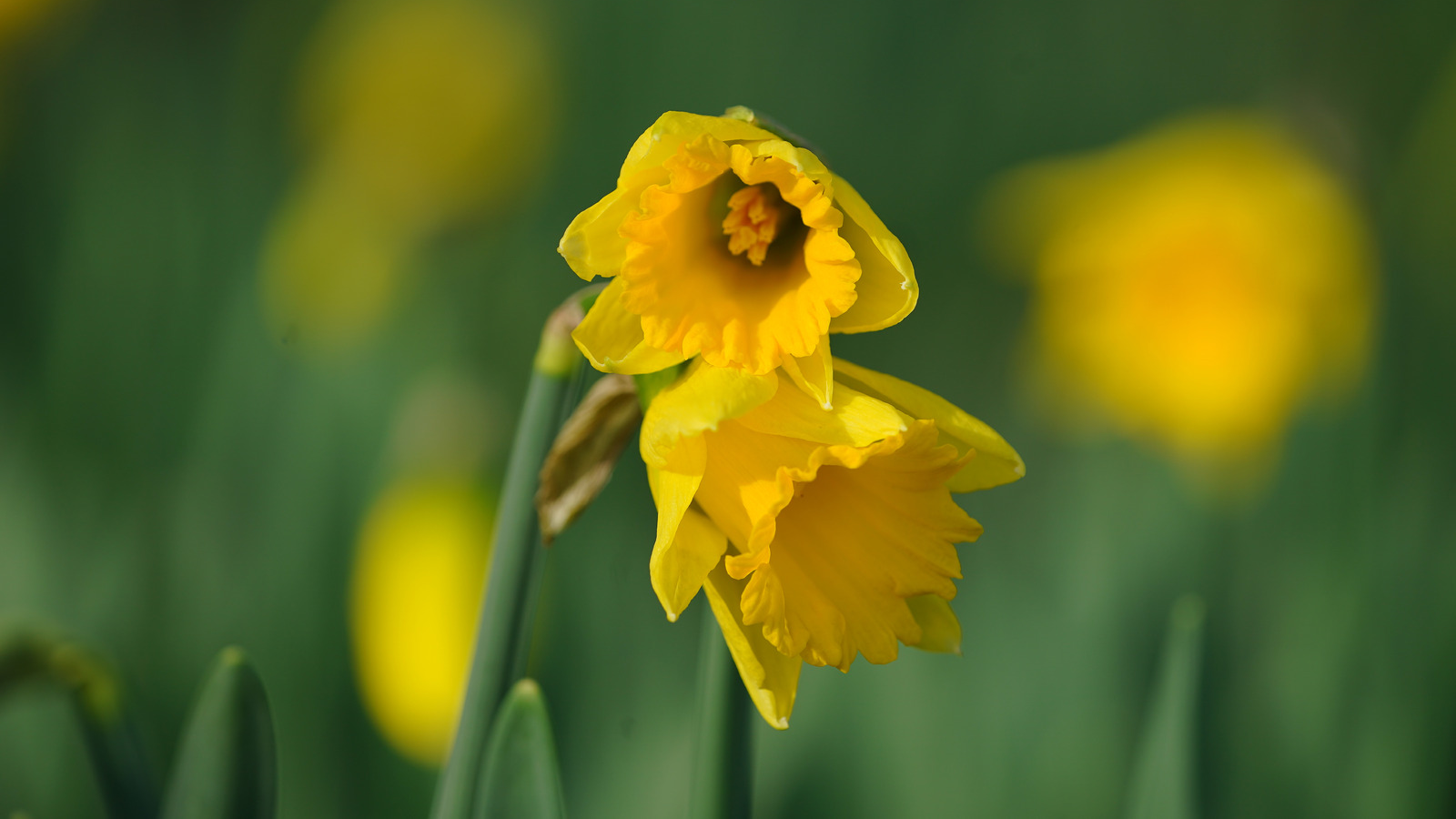 Photo: Farmers bring their daffodils to Pike Place Market as the city gears up for Mother's Day....