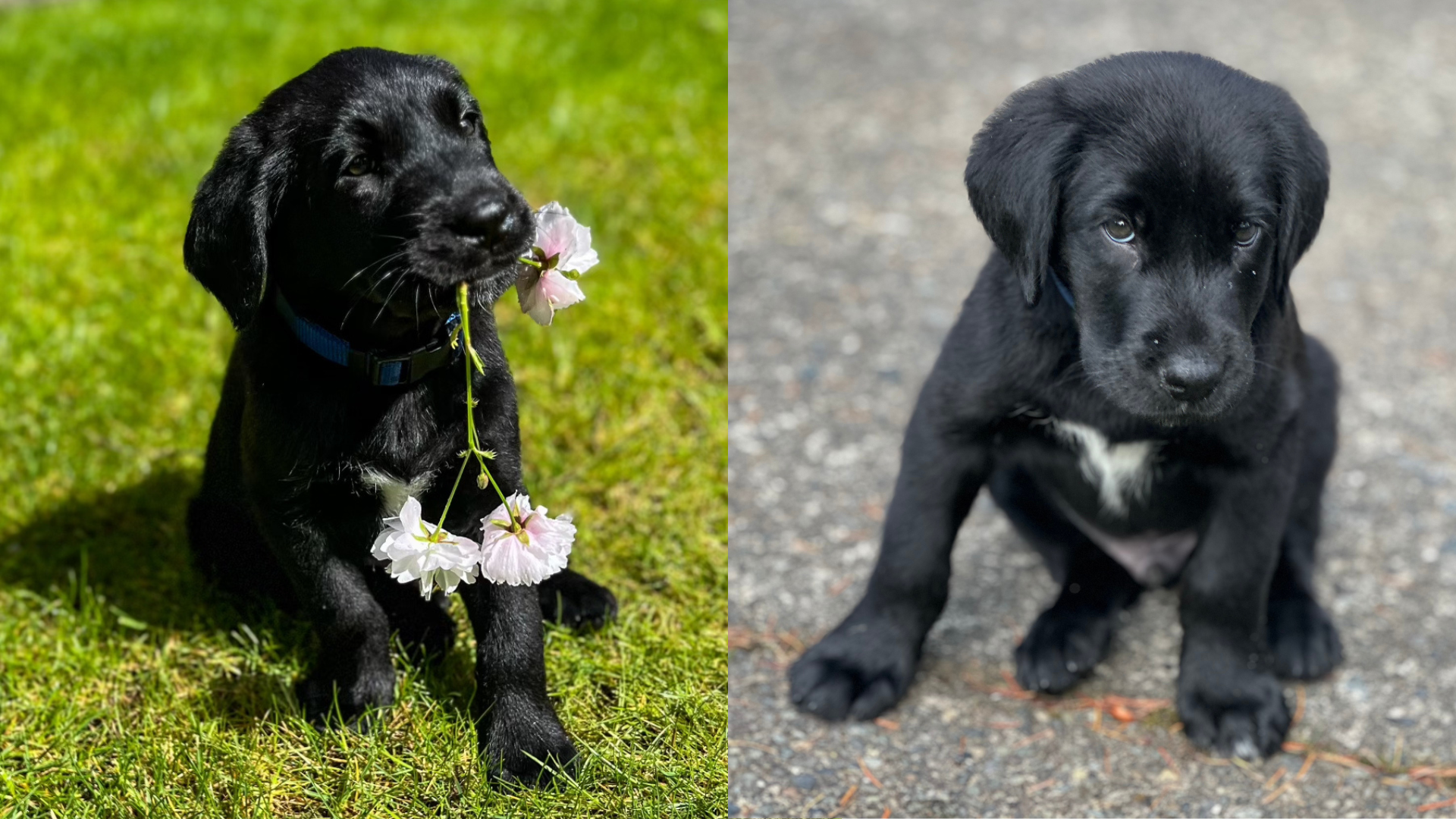 Photo: A man's truck was stolen in Seattle. His brand new puppy, Rooster, was in the truck at the t...